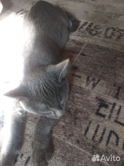 Отдам в добрые руки