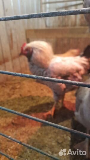 Петухи домашние