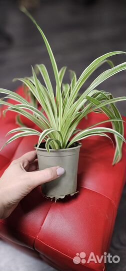 Хлорофитум, пилея, седум буритто комнатные цветы