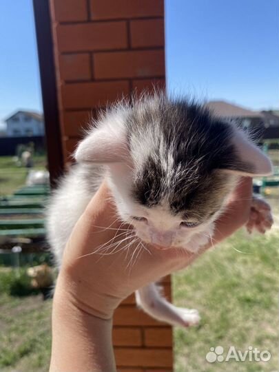 Котята