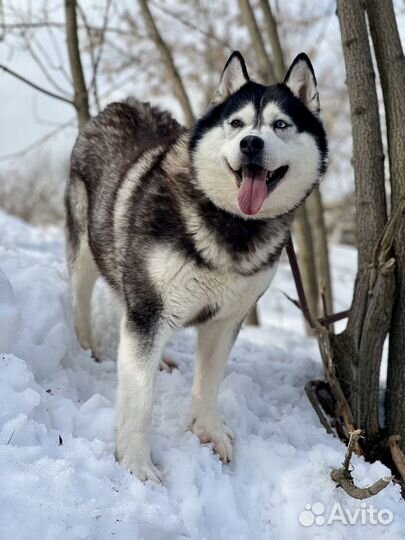 Хаски в добрые руки