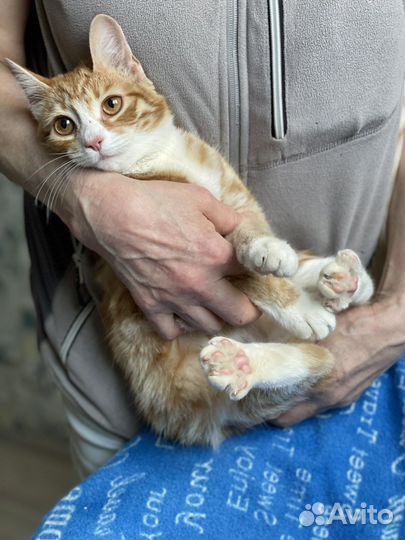 Рыжее счастье 6 мес в дар