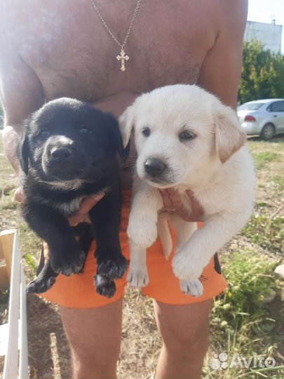 Щенки во двор