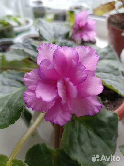 Фиалка на цвету