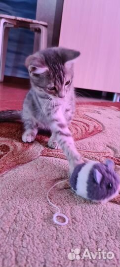 Котёнок добрые руки