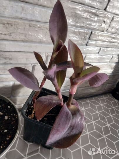 Традесканция 2 вида