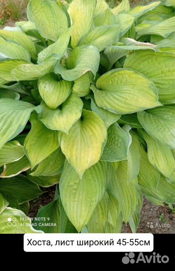 Хоста