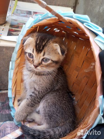 Шотландский вислоухий