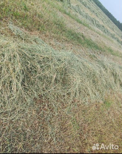 Сено в рулонах
