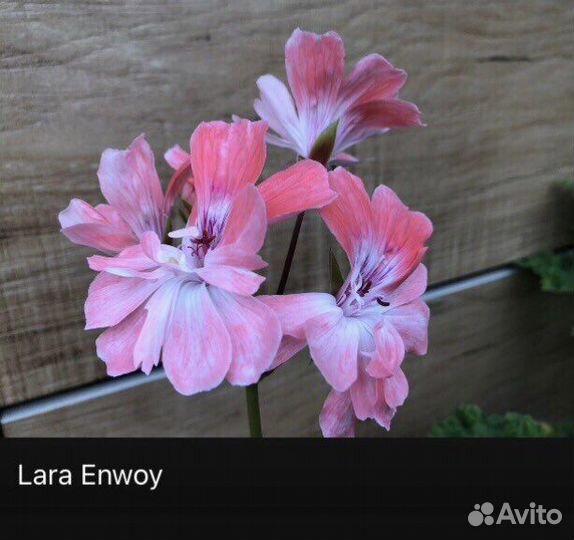 Пеларгонии сортовые