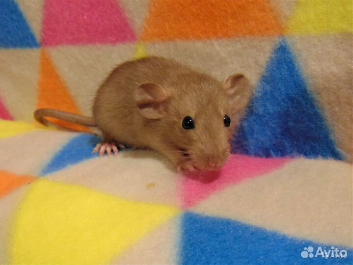 Крысы, крысята - дамбоушки, клетки, гамак