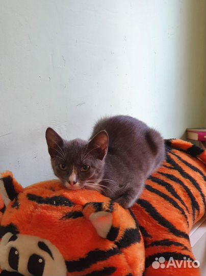 Котенок девочка в дар