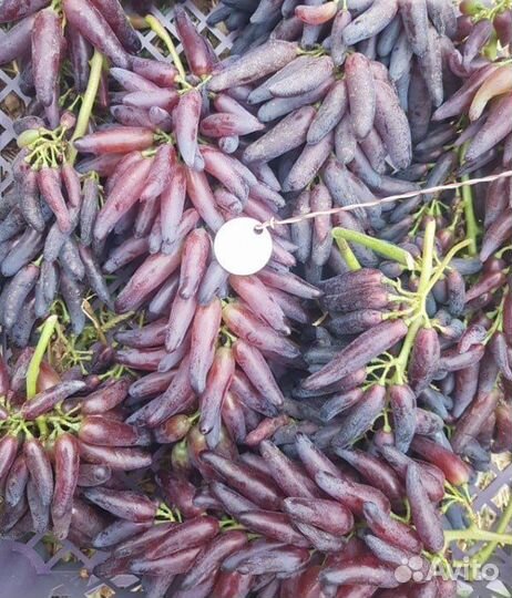 Саженцы винограда кишмиш Хеллоуин