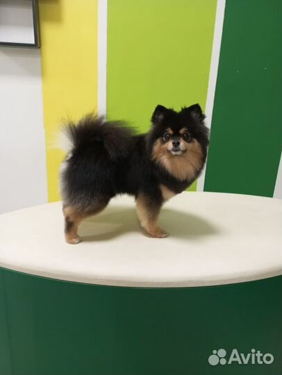 Груминг собак