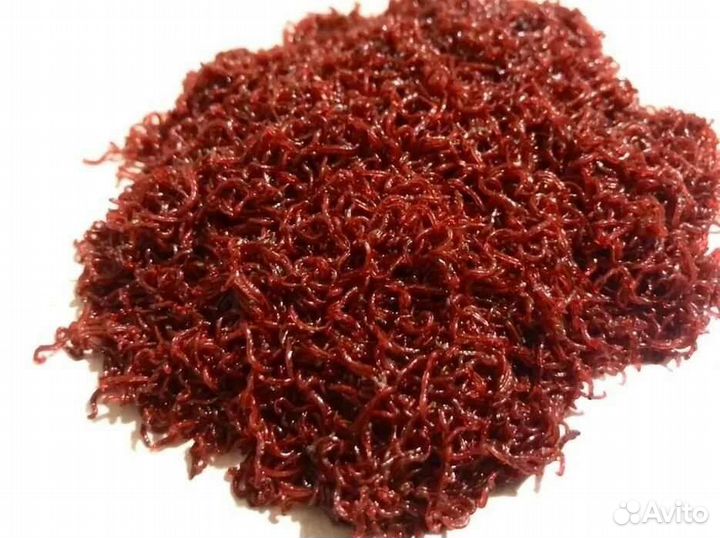 Мотыль крупный и мелкий,живой и мороженый