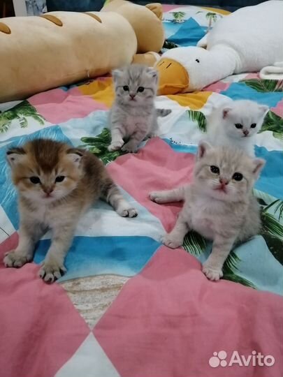 Золотая шиншила