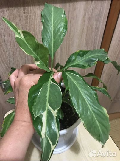 Спатифиллум Дели Индонезия