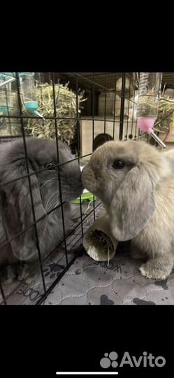 Кролик mini-lop NHD
