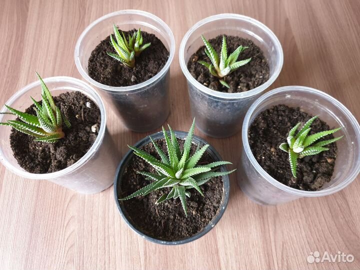 Хавортия полосатая (суккулент)