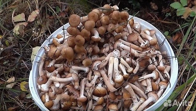 Грибы опята