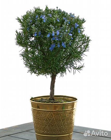 Розмарин комнатный