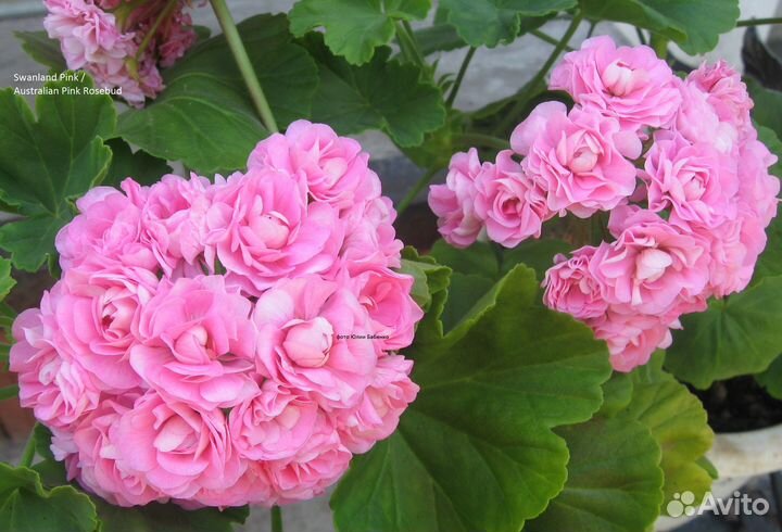 Пеларгонии (герани) тюльпановидные, розебудные