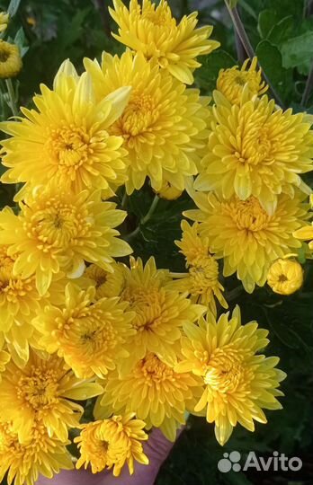 Хризантема