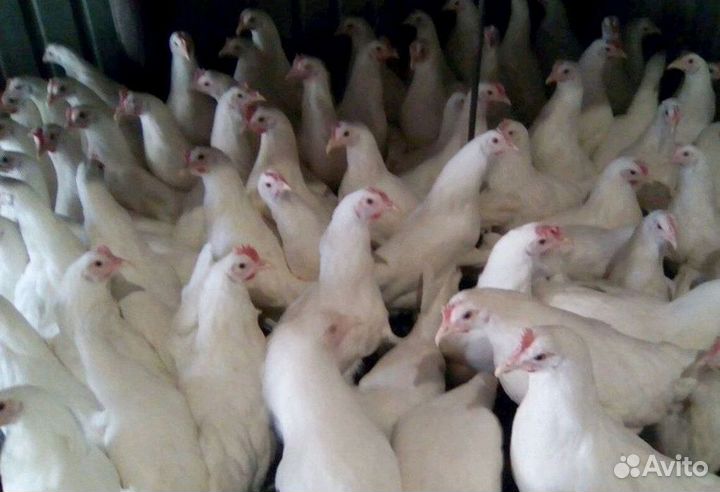 Куры-несушки