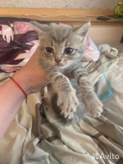 Котята бесплатно