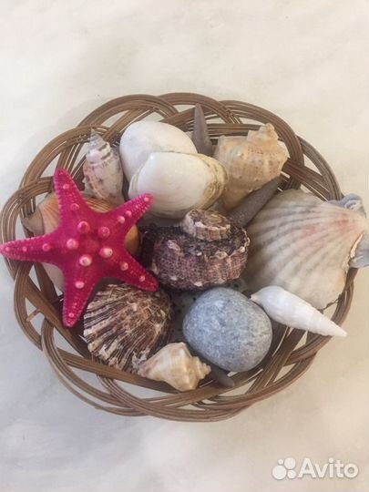 Набор ракушек