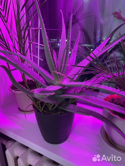 Цветок алоэ вера