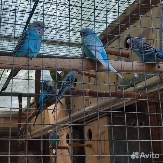 Попугаи волнистые