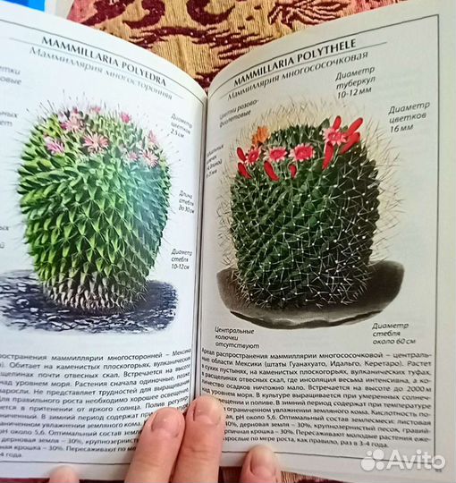 Справочник,кактусы