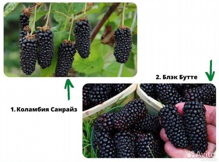 Саженцы ежевики