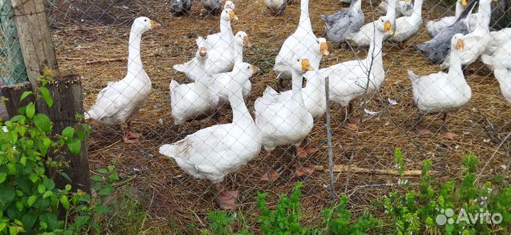 Утки и гуси