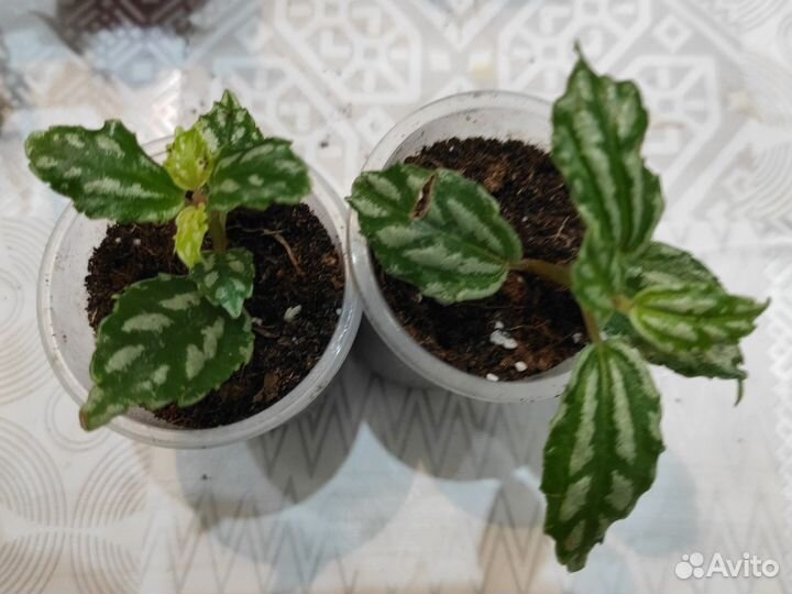 Бегонии, пилеи, фиттонии, эписции, Альтернатера