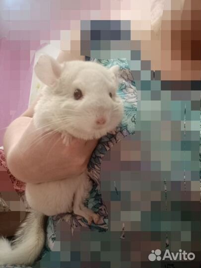 Шиншилла белая