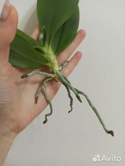 Орхидея Джулия, Black Pearl