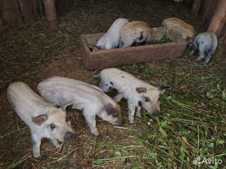 Поросята венгерской мангалицы