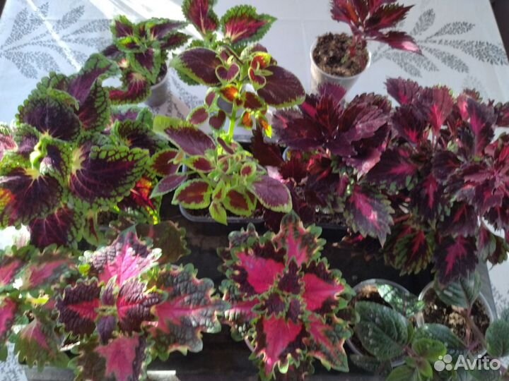 Петунии, калибрахоа,вербена, лобелия, алиссум идр