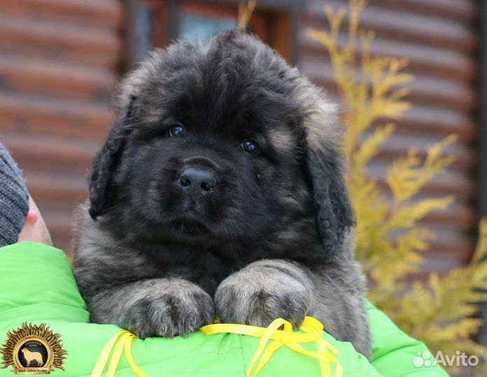 Щенки леонбергера