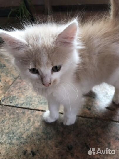 Котенок от сибирского кота