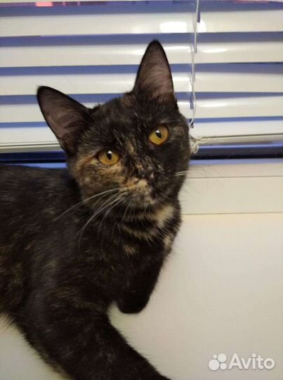 Стерилизованная девочка в добрые руки 8 мес