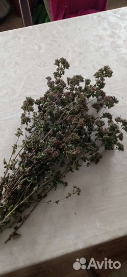 Душица сушеная, лечебная