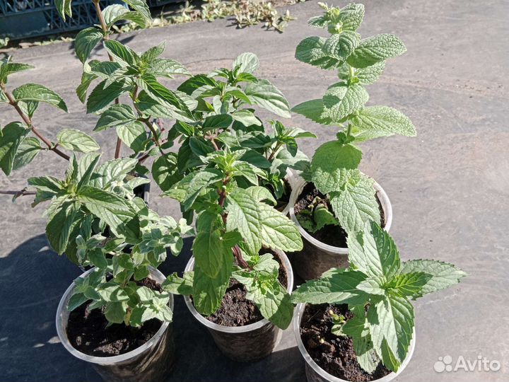 Мята дессертная с разным ароматом