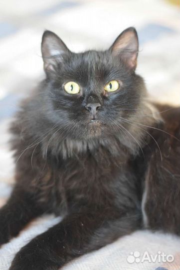 В добрые руки