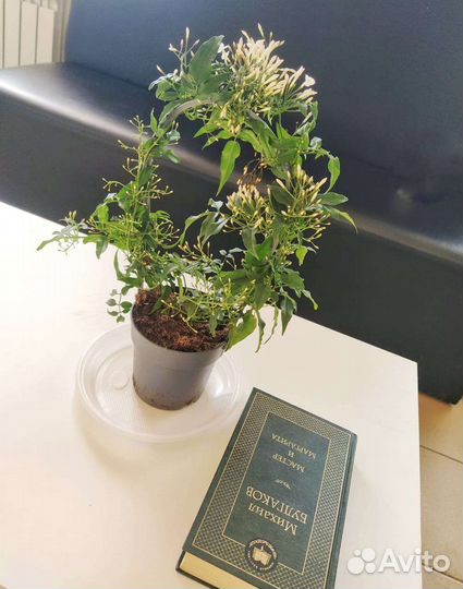 Комнатные цветы шефлера, мирт, жасмин, гардения