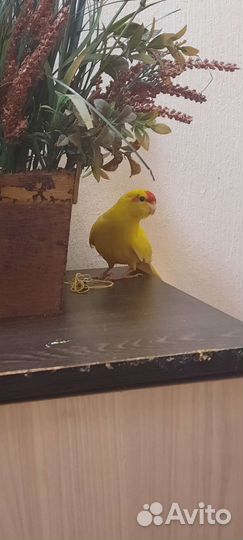 Какарик- Самка 6 месяцев