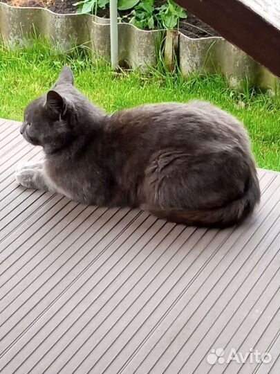 Кошки