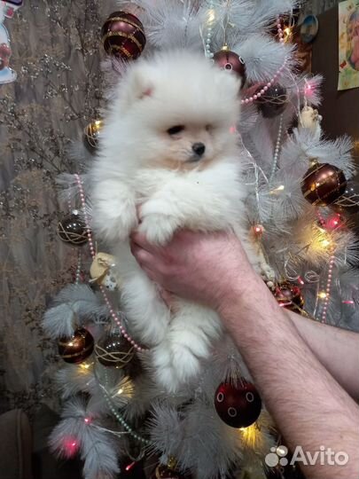 Щенки шпица